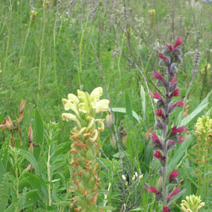 мытник Кауфмана и синяк русский - виды Красной книги Рязанской области